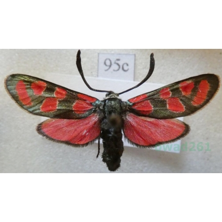 Zygaena carniolica (Scopoli, 1763) Kraśnik rzęsinowiec Poland95c